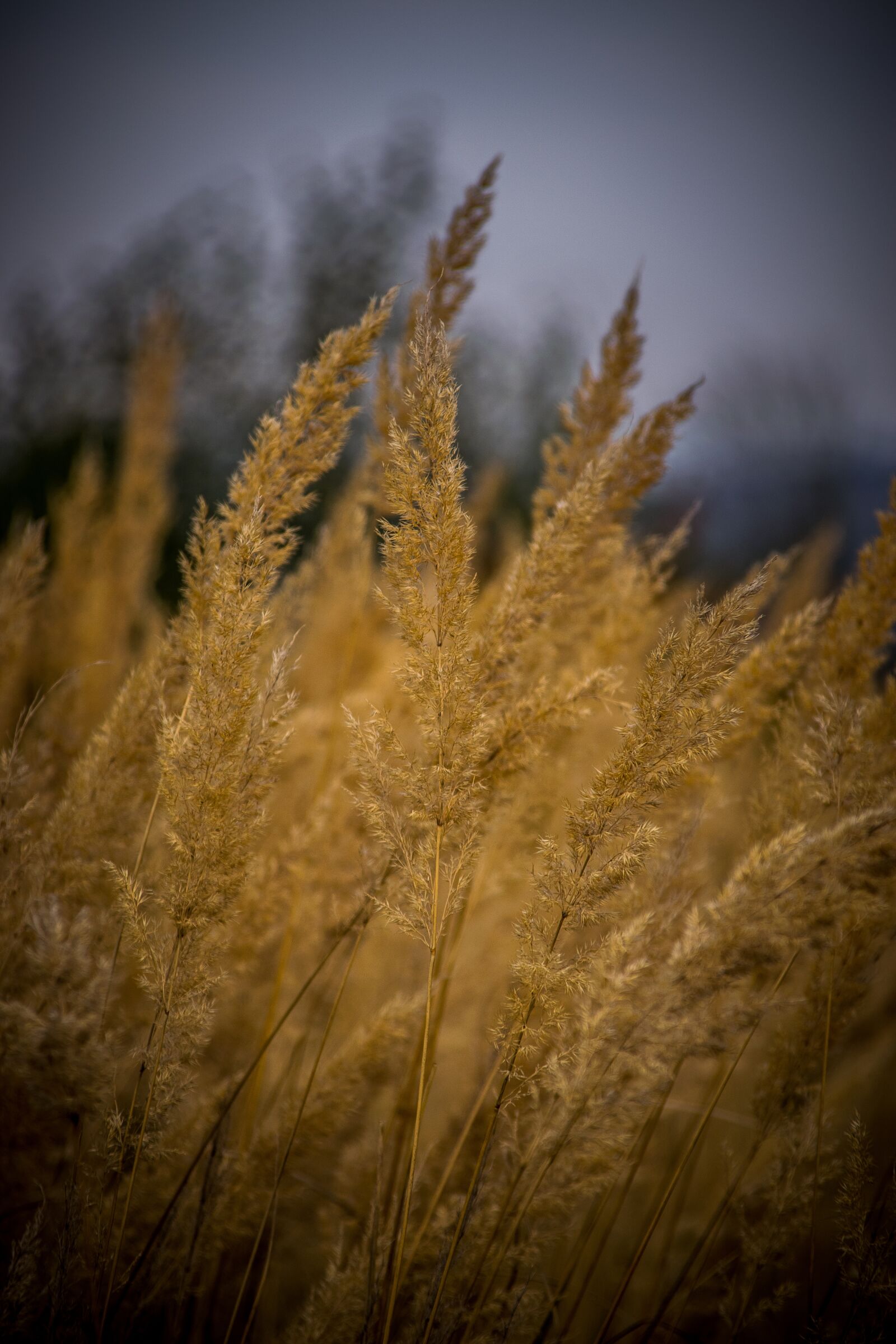 Nikon D5300 sample photo. Autumn, grass, nature photography