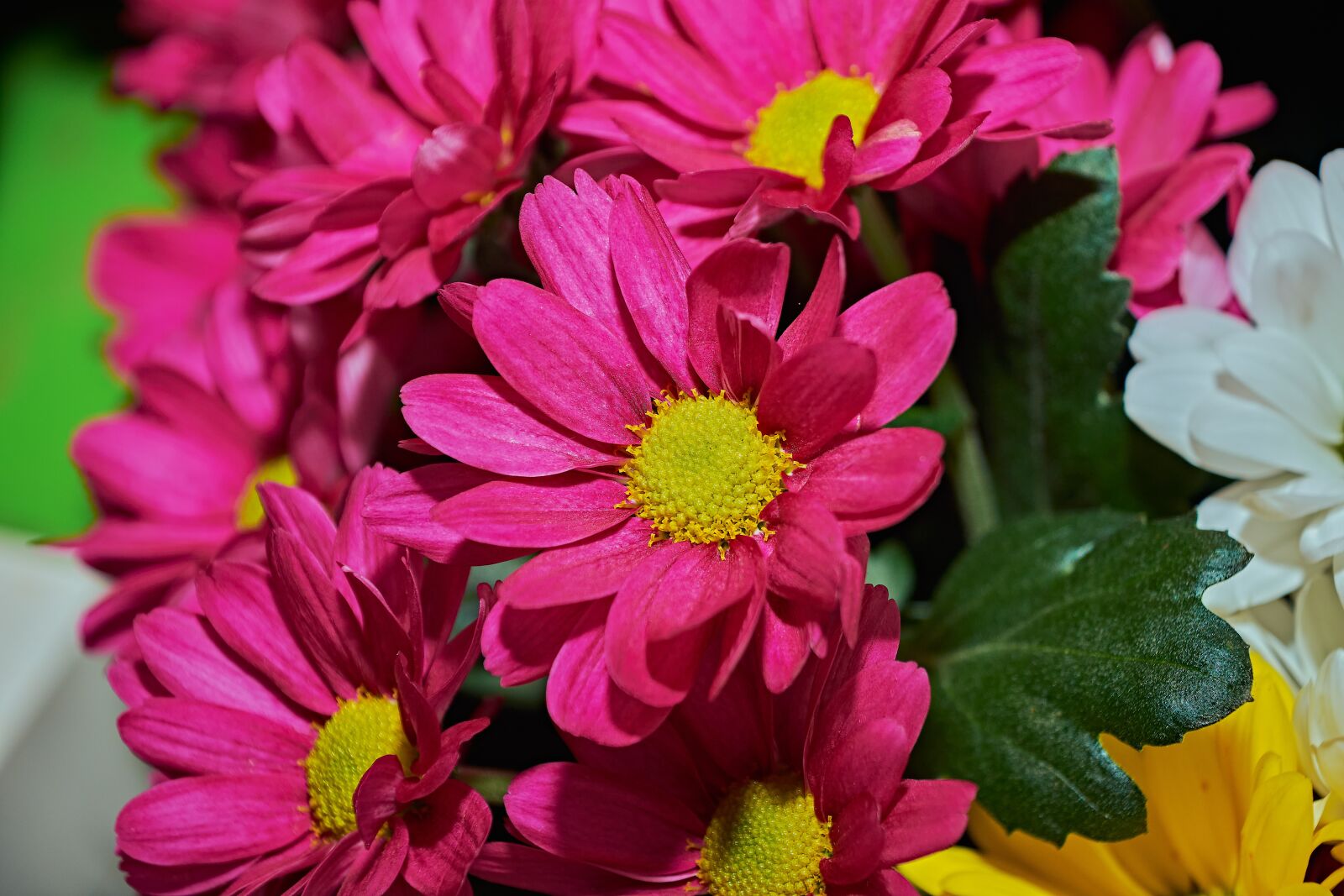 Nikon D7200 sample photo. Margaritas, leaves, colorful photography