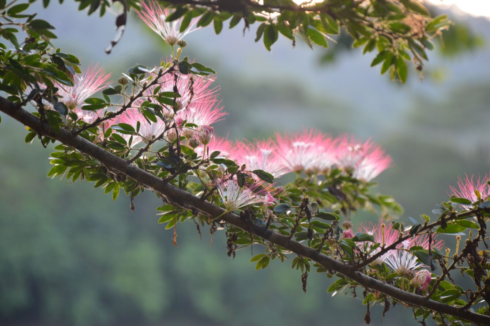 Nikon D3200 sample photo. Flowers, amazon, nature photography