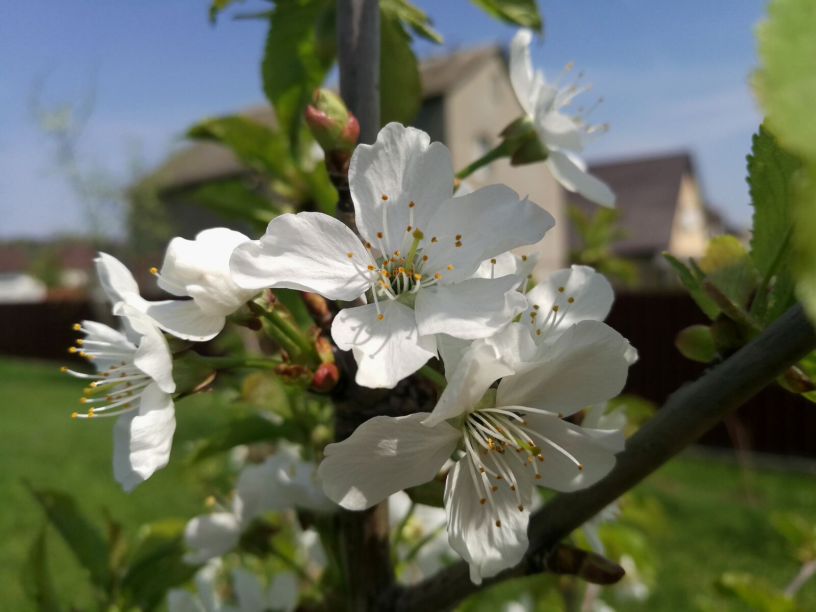 HUAWEI P9 sample photo. Cherry, spring, bloom photography