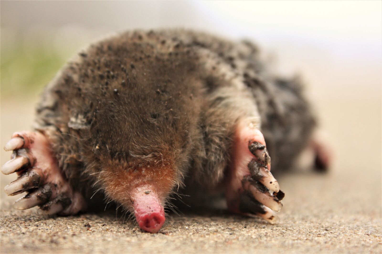 Canon EOS 40D sample photo. Mole, dig, rodent photography