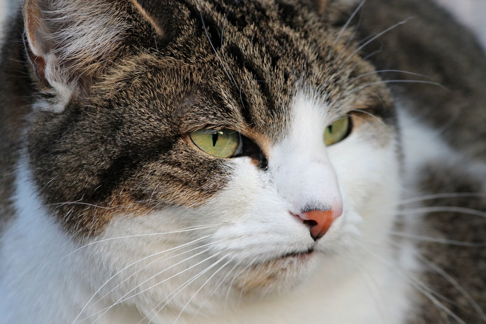 Canon EOS 1100D (EOS Rebel T3 / EOS Kiss X50) sample photo. Cat, grumpy, bad mood photography
