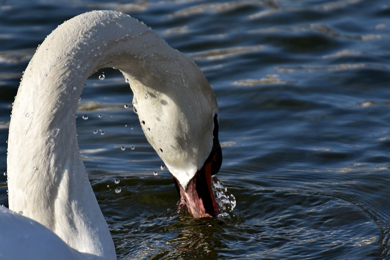 Nikon D7200 sample photo. Swan, drop of water photography