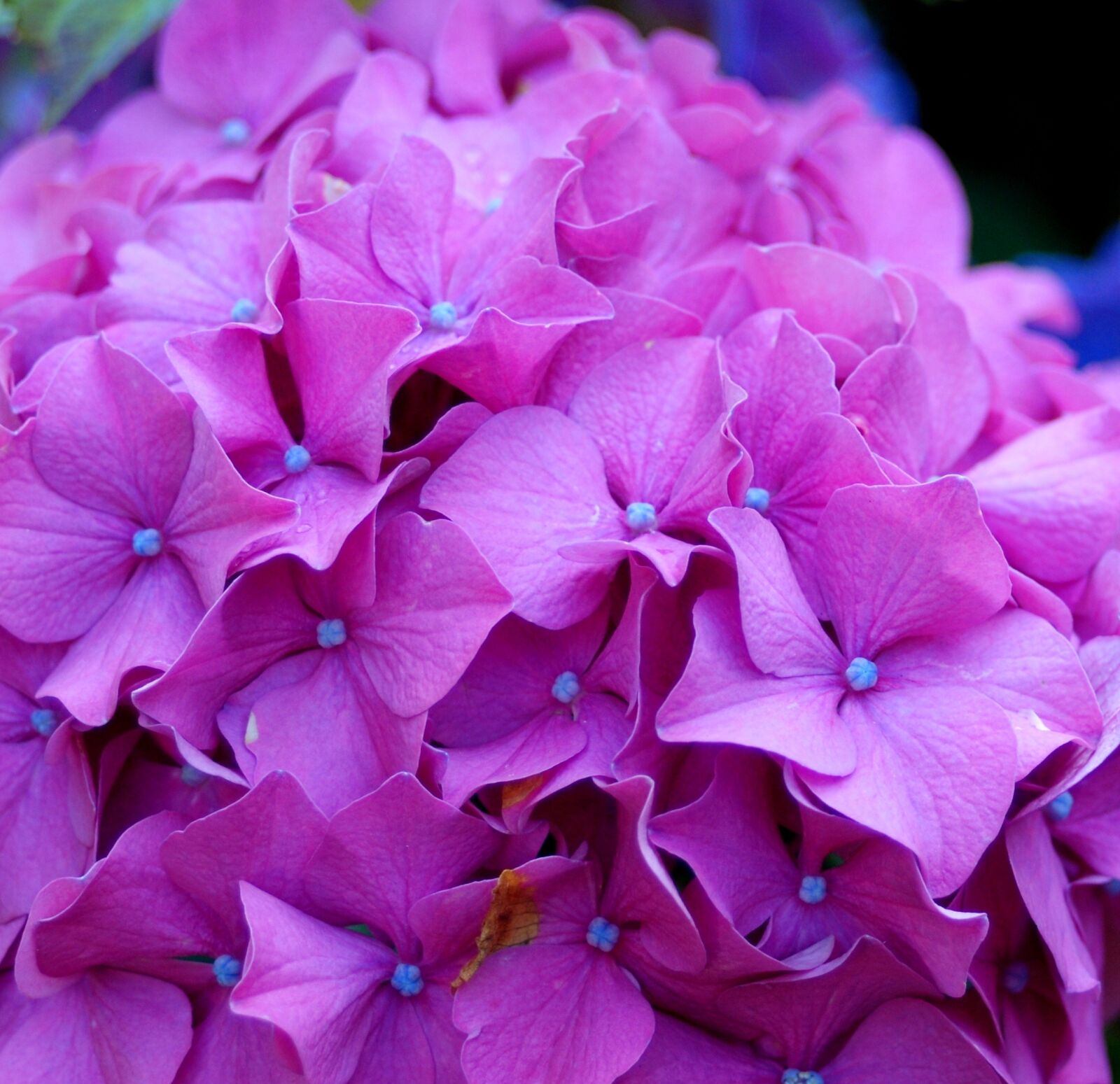 Nikon D80 sample photo. Horstensie, blossom, bloom photography
