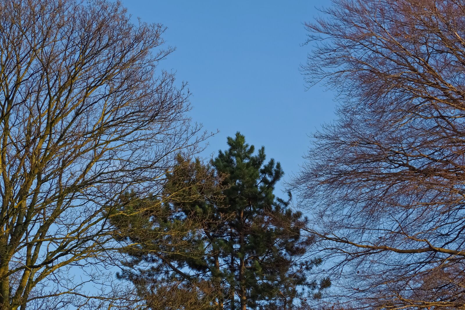 Olympus OM-D E-M10 sample photo. Trees, nature, landscape photography