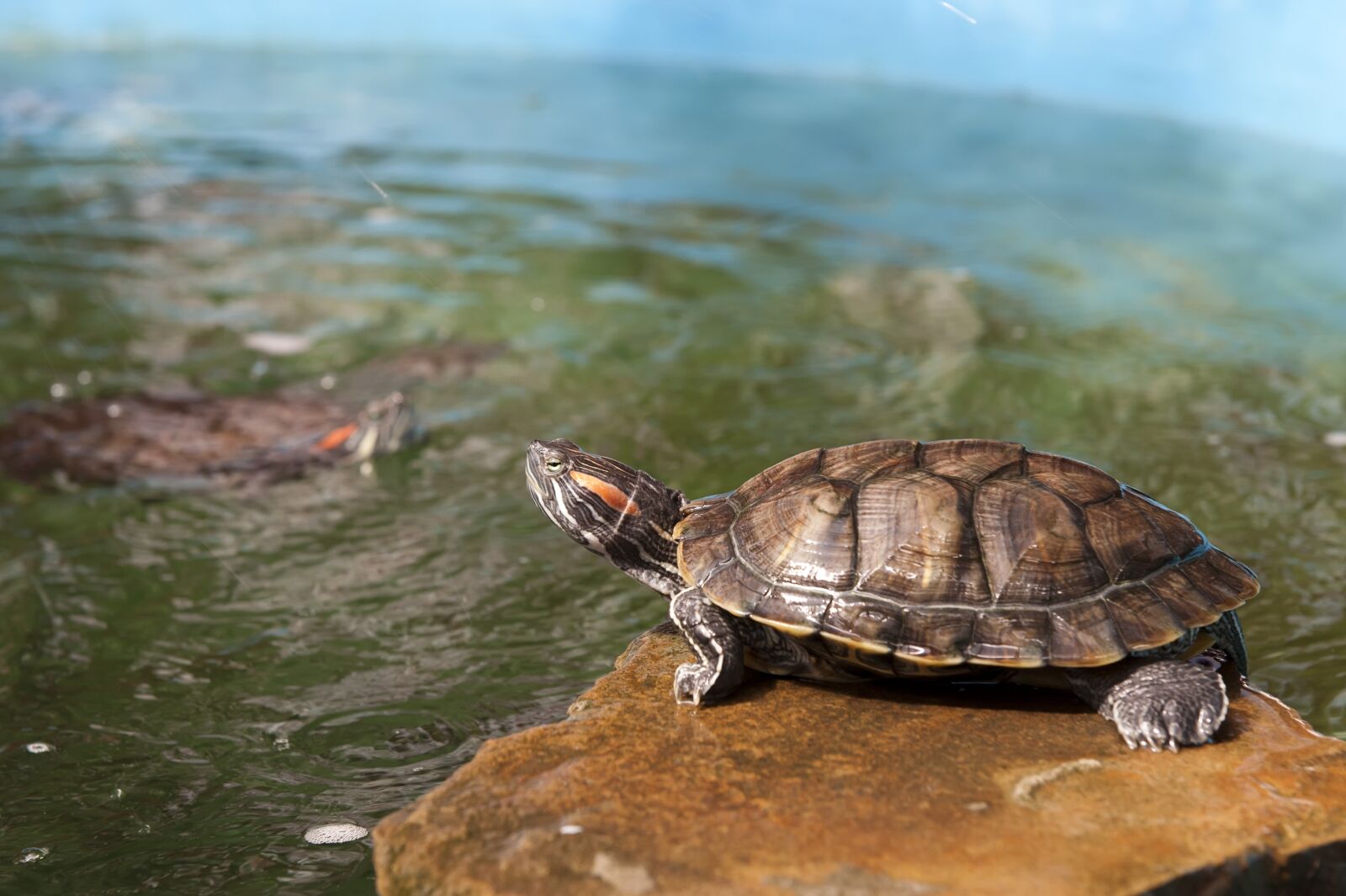 Nikon D700 sample photo. Turtle, nature, water photography