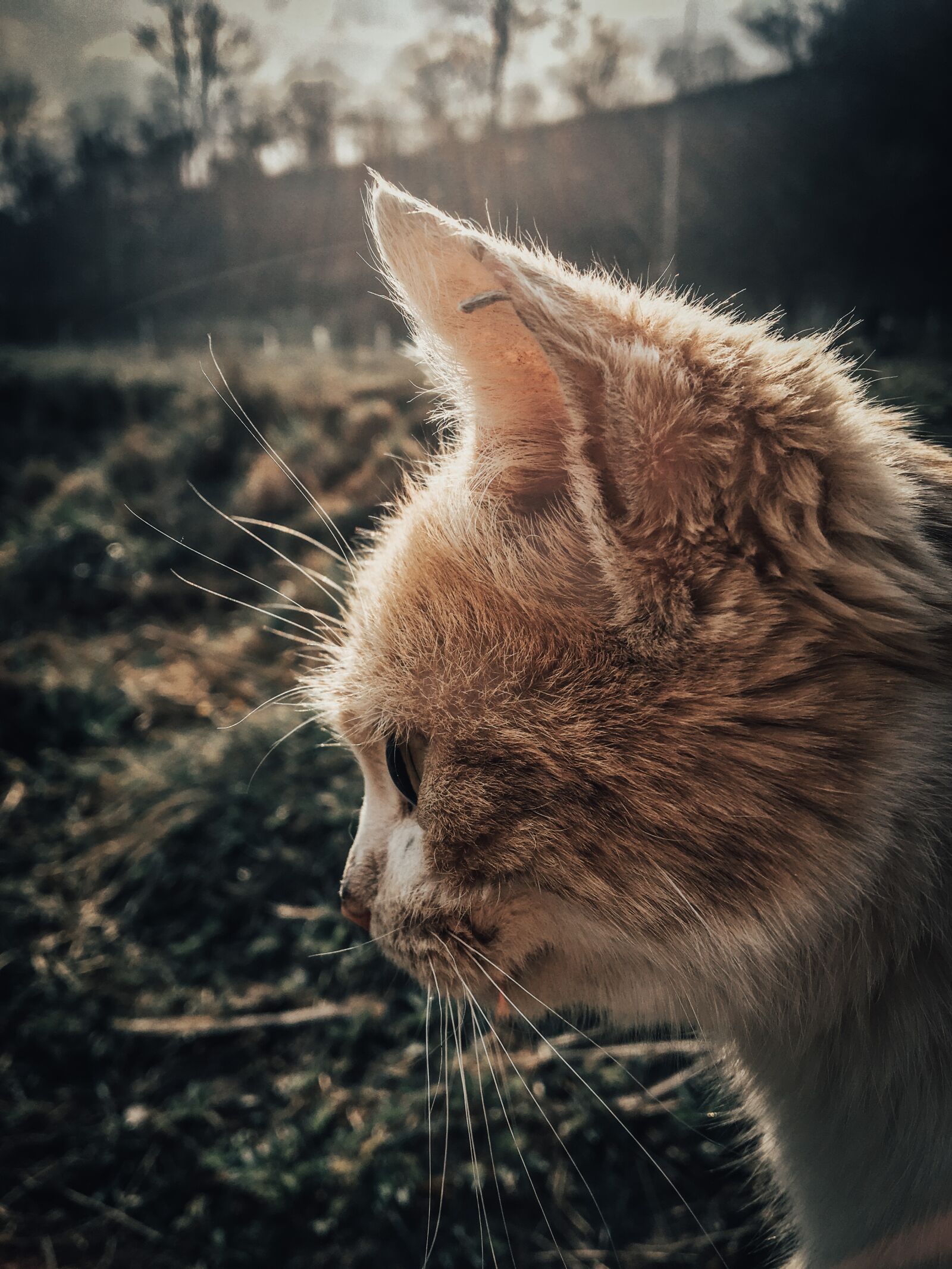 Apple iPhone 6s sample photo. Cat, animal, predator photography
