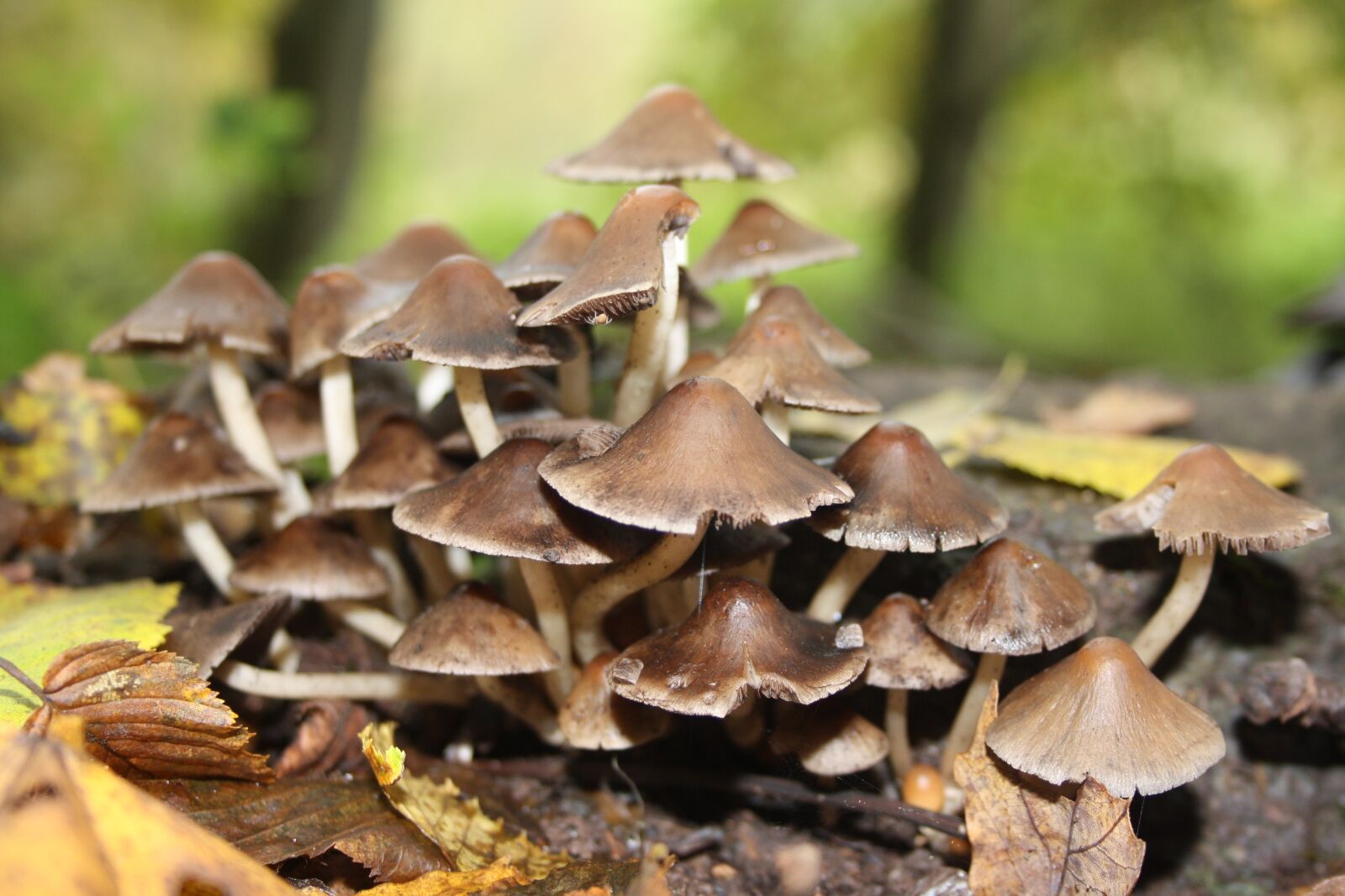 Canon EOS 1000D (EOS Digital Rebel XS / EOS Kiss F) sample photo. Mushrooms, natur, forest photography