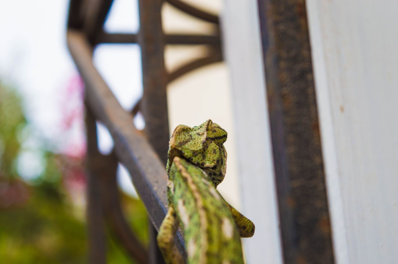 Nikon D3200 sample photo. Green, nature, leaves photography
