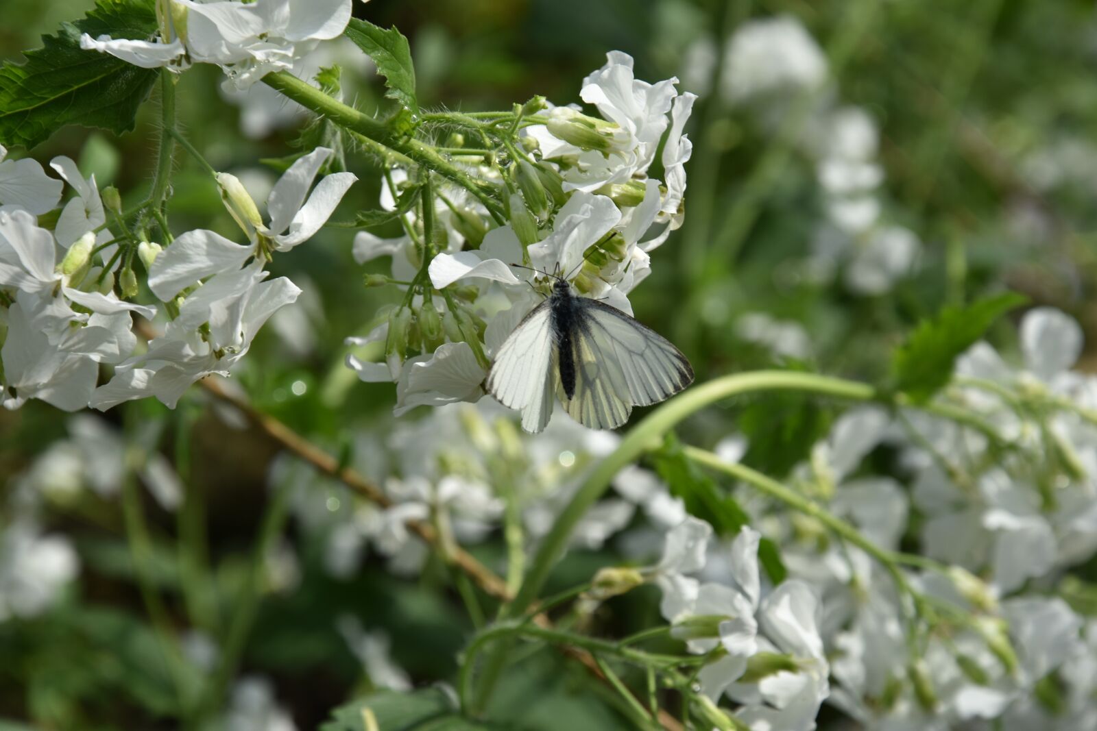 Nikon D3400 sample photo. Nature, plant, sheet photography