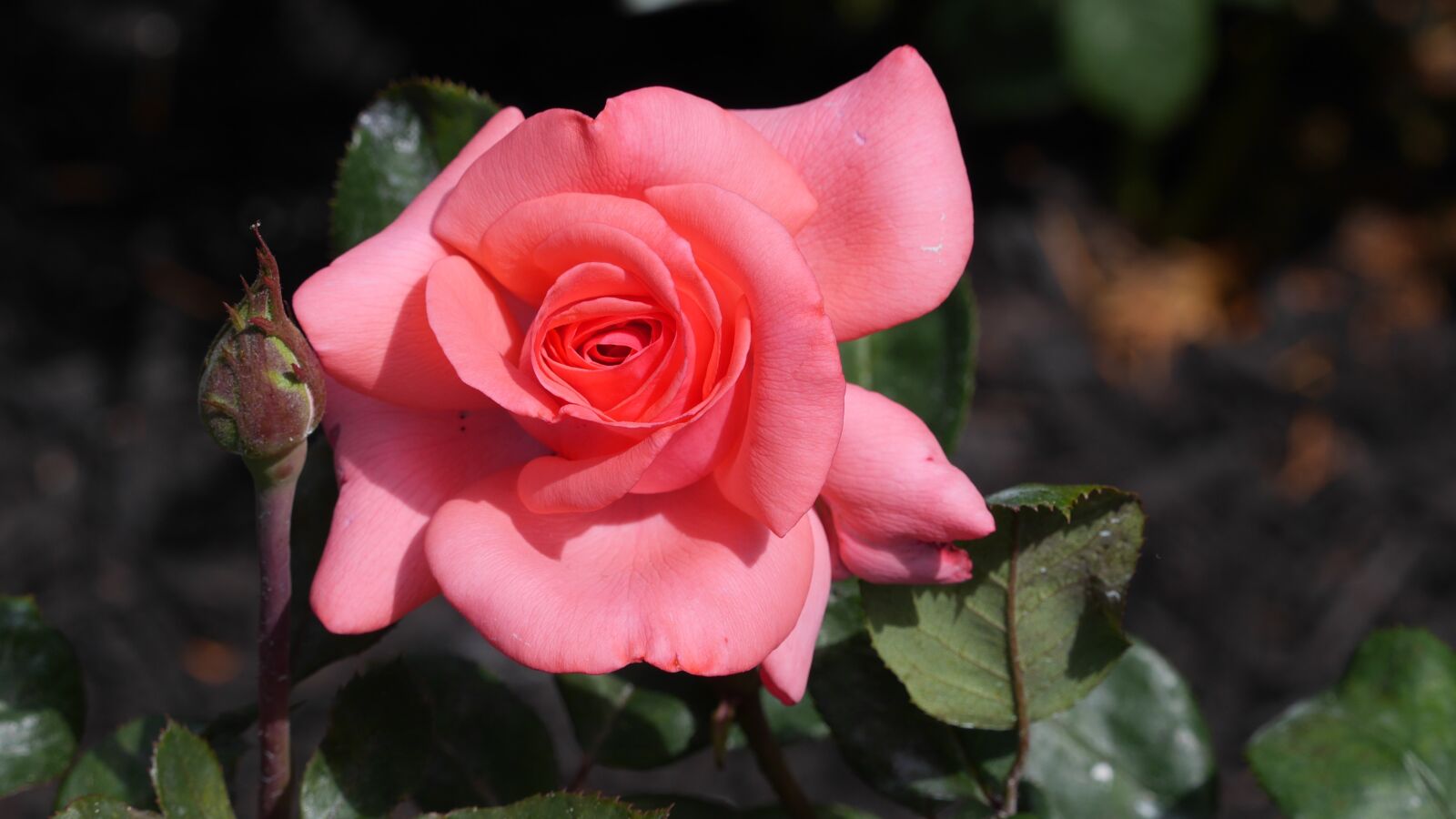 Panasonic Lumix DMC-GH3 sample photo. Rose with a bud photography