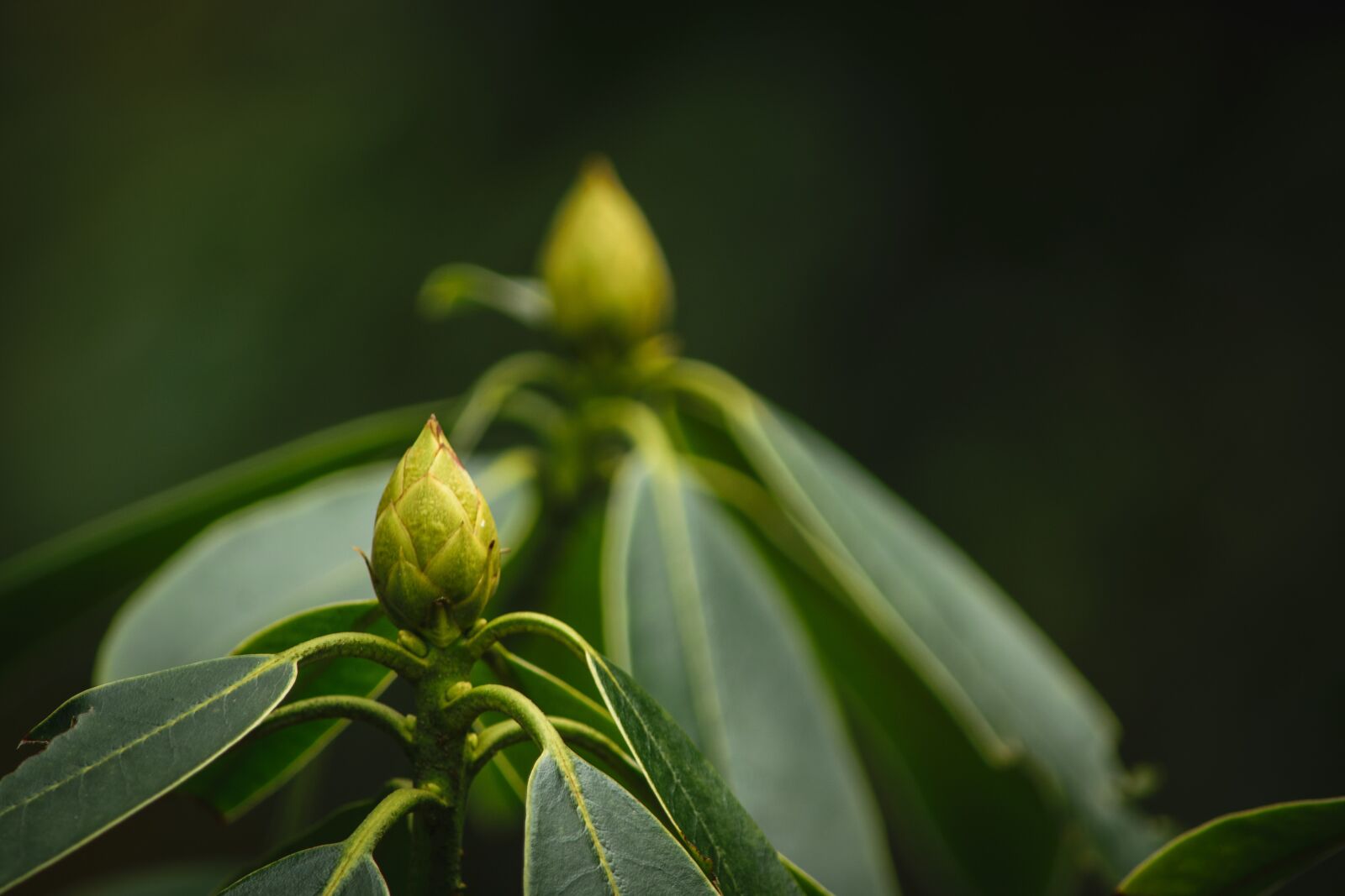 Nikon D5300 sample photo. Leaf, nature, plant photography
