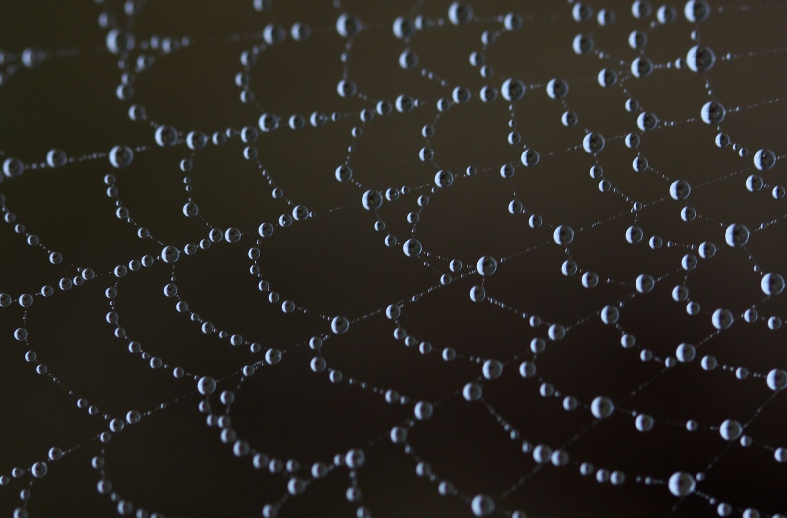 Canon EF-S 60mm F2.8 Macro USM sample photo. Spider web, wet, hooked photography