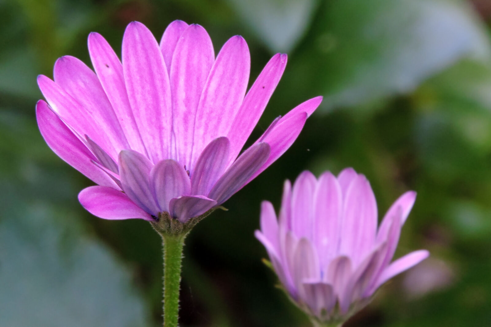 Nikon Coolpix P520 sample photo. Close, up, of, pink photography