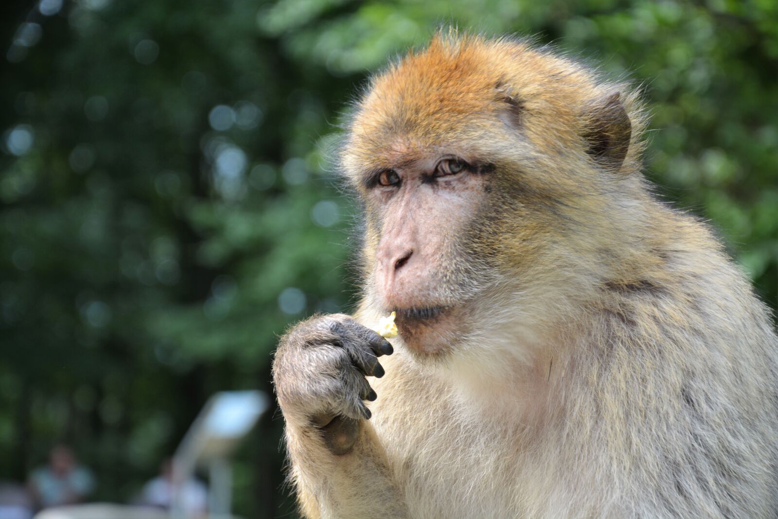 Nikon D5200 sample photo. Monkey, monkey mountain salem photography