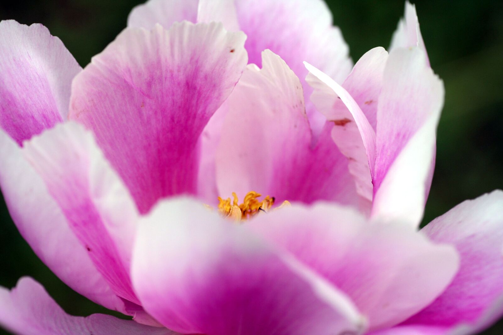 Canon EOS 350D (EOS Digital Rebel XT / EOS Kiss Digital N) sample photo. Peony, pink, garden photography