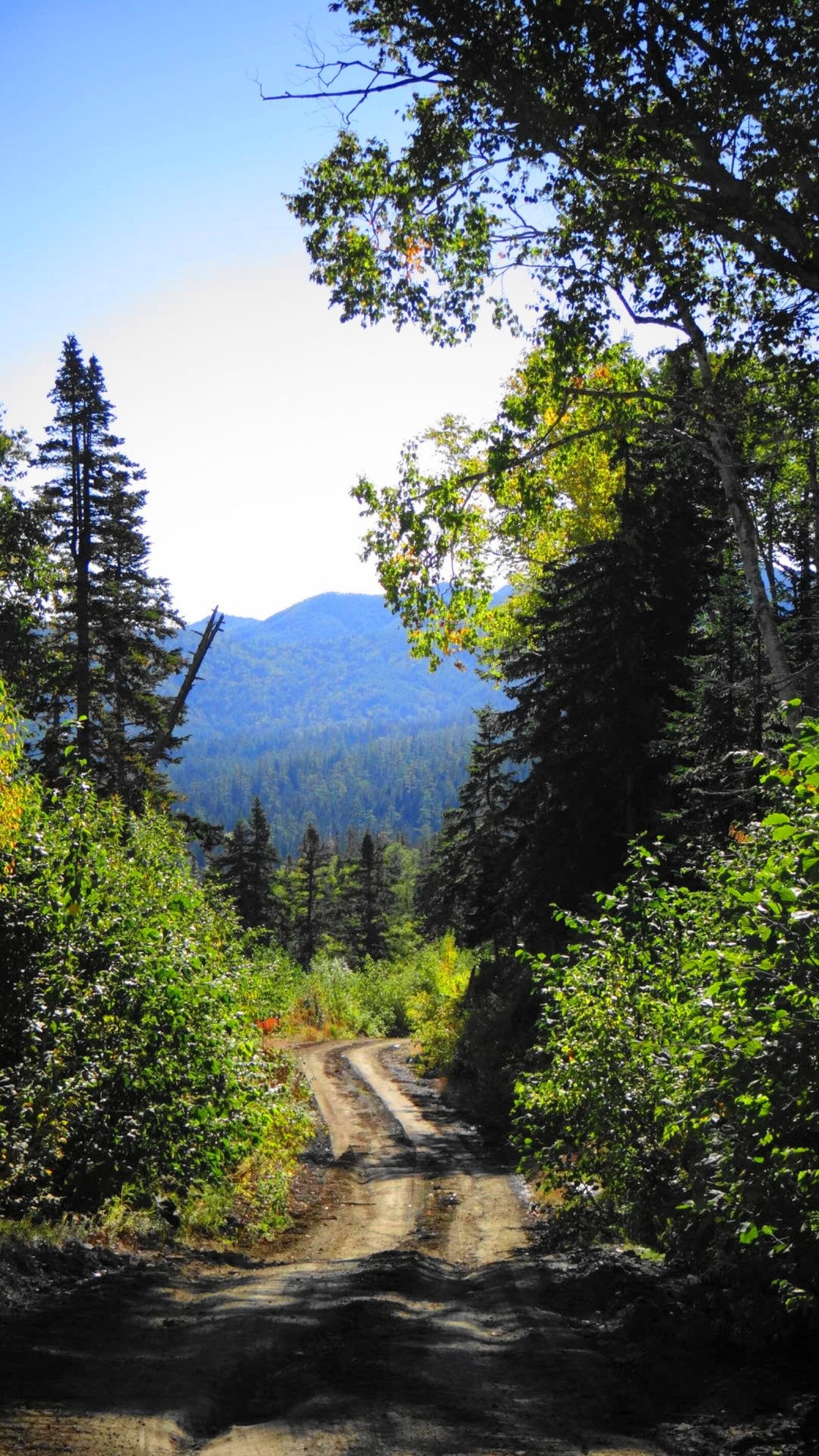 Sony DSC-HX200V sample photo. Forest, trees, sky photography