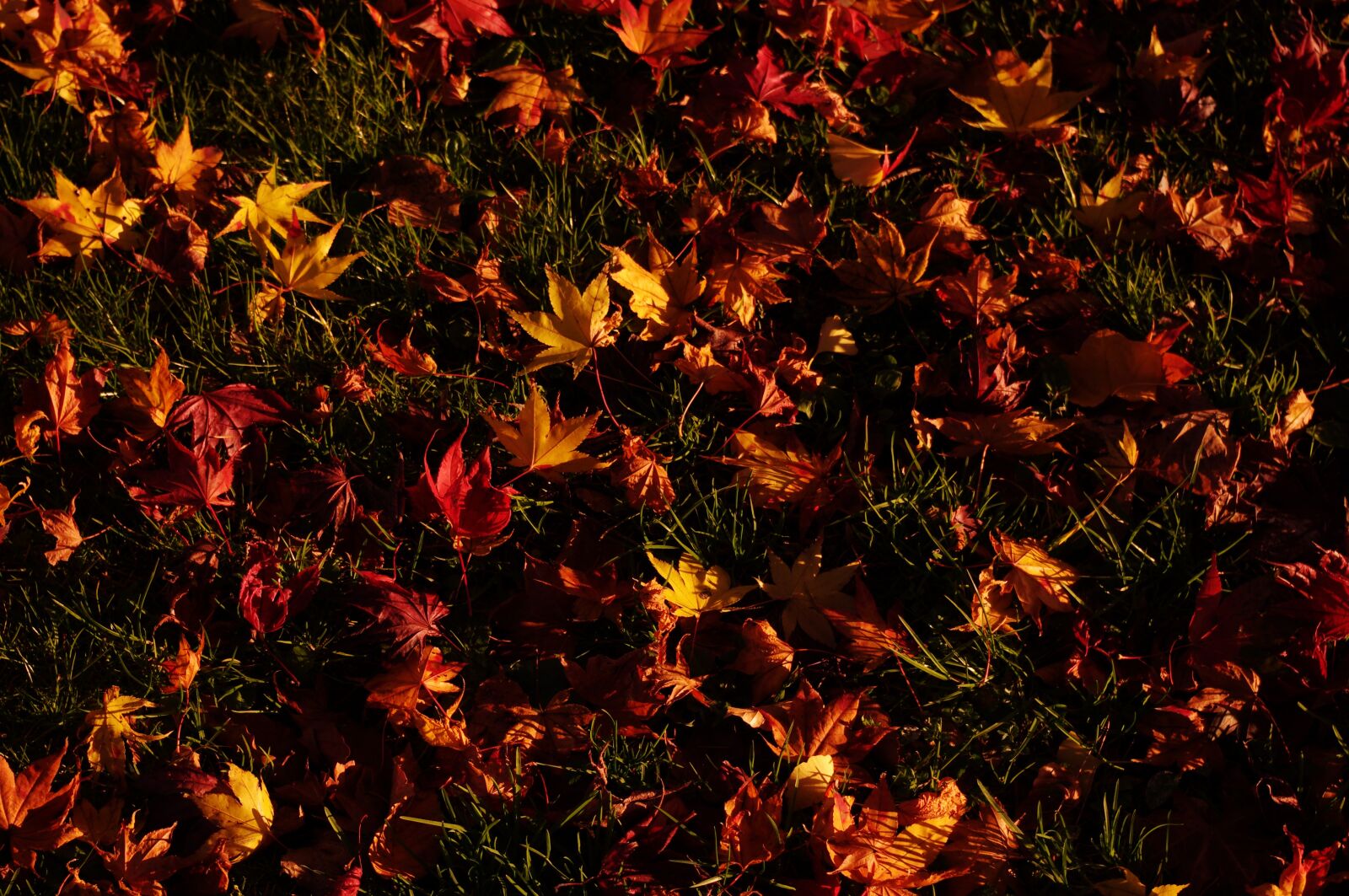 Pentax K-r sample photo. "Fallen leaves, twilight, autumnal" photography