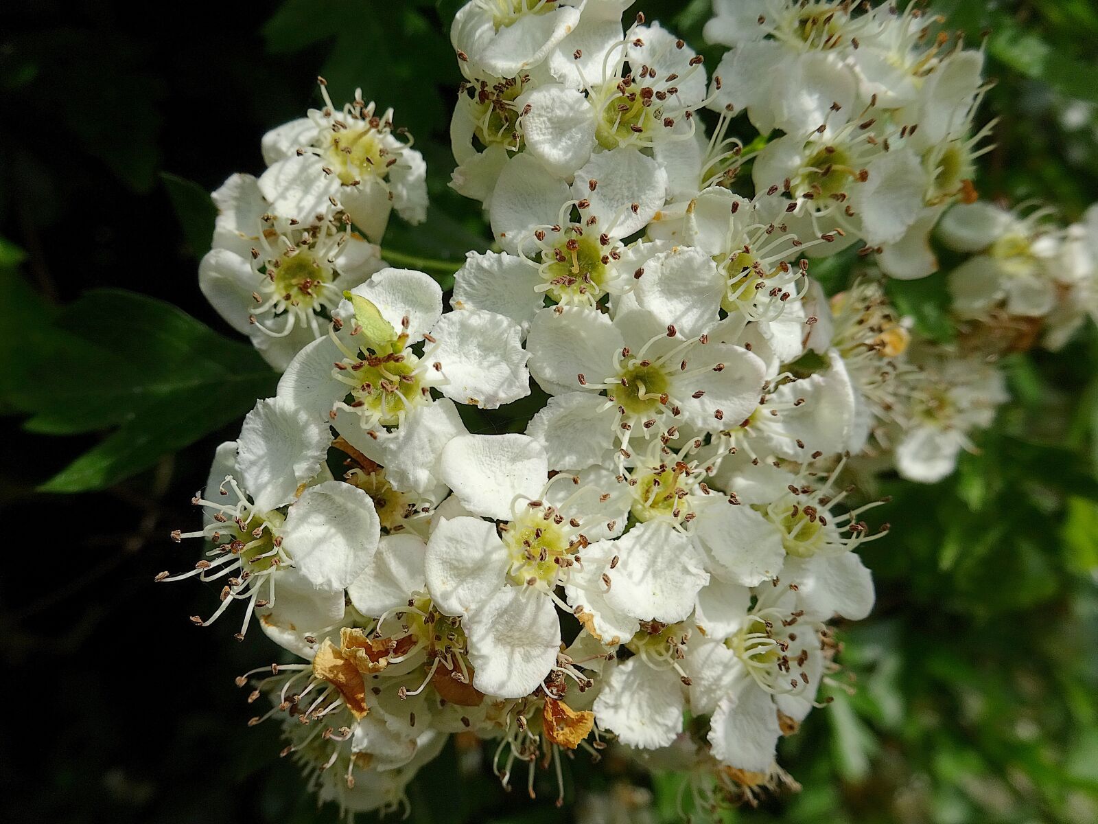 Sony Cyber-shot DSC-WX350 sample photo. Hawthorn, blossom, bloom photography