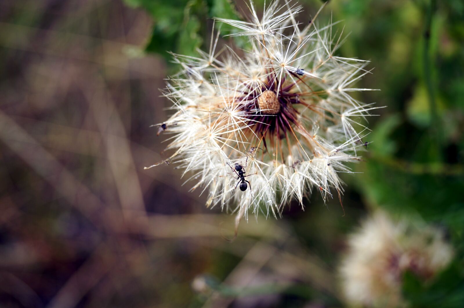 Sony SLT-A37 sample photo. Flower, bee, wild flower photography