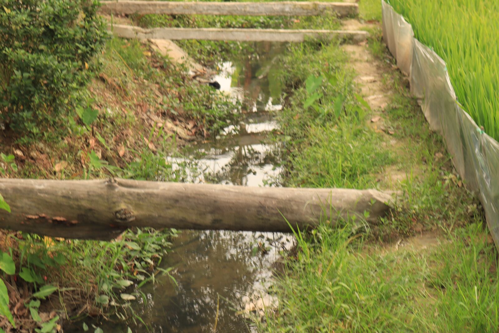 Canon EOS M50 (EOS Kiss M) sample photo. Bridge, trail, wood photography