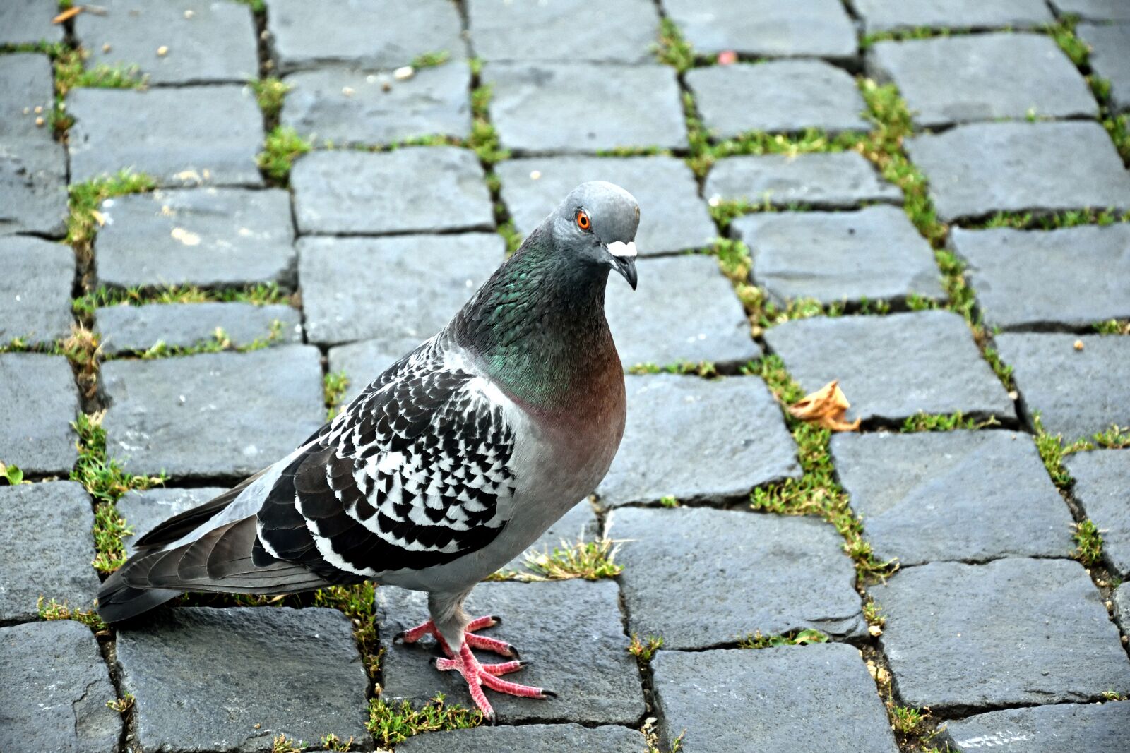 Nikon D3300 sample photo. Dove, bird, close up photography