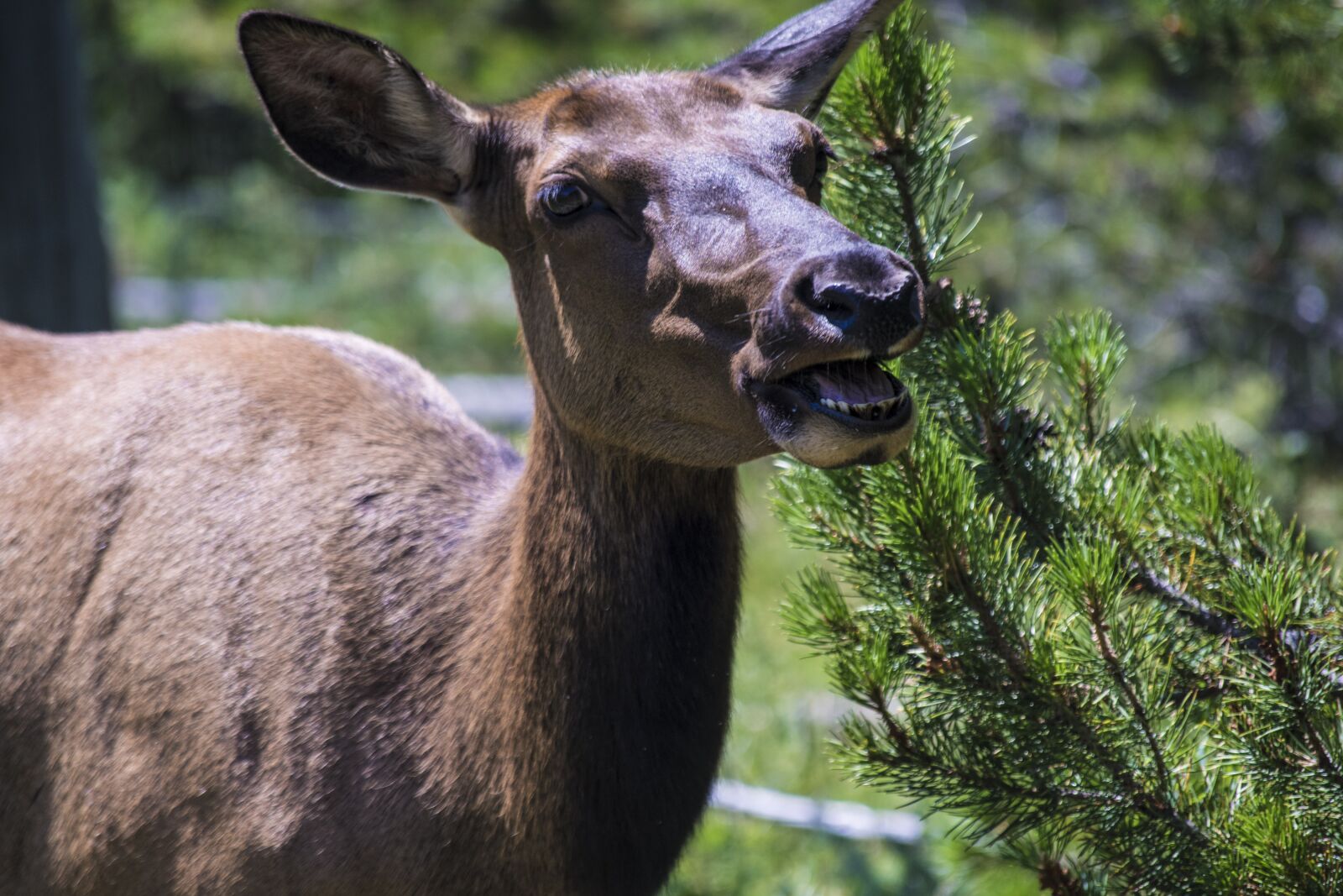 Nikon D3300 sample photo. Deer, nature, forest photography