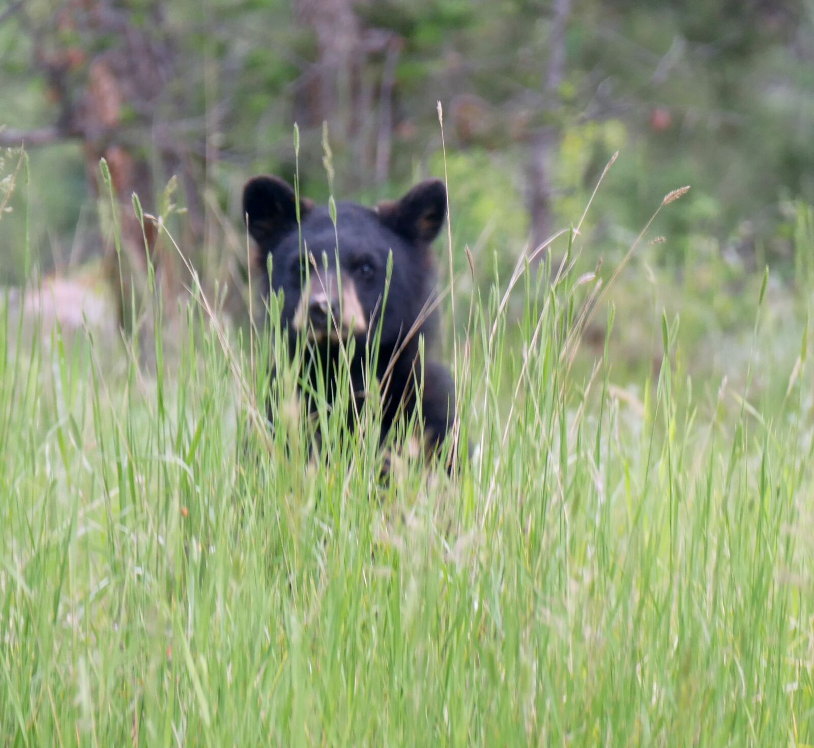 Panasonic Lumix DMC-FZ1000 sample photo. Baby bear cub, black photography