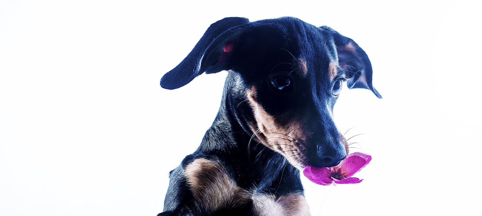 Nikon D5100 sample photo. Dog, animal, animals photography