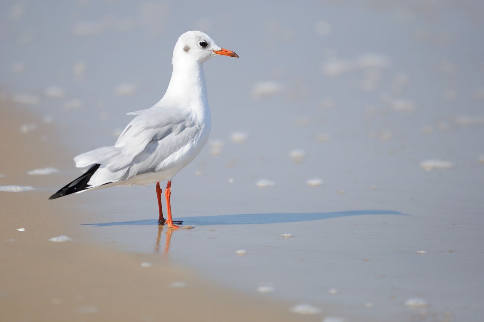 Nikon D90 sample photo. Seagull, sea, nature photography