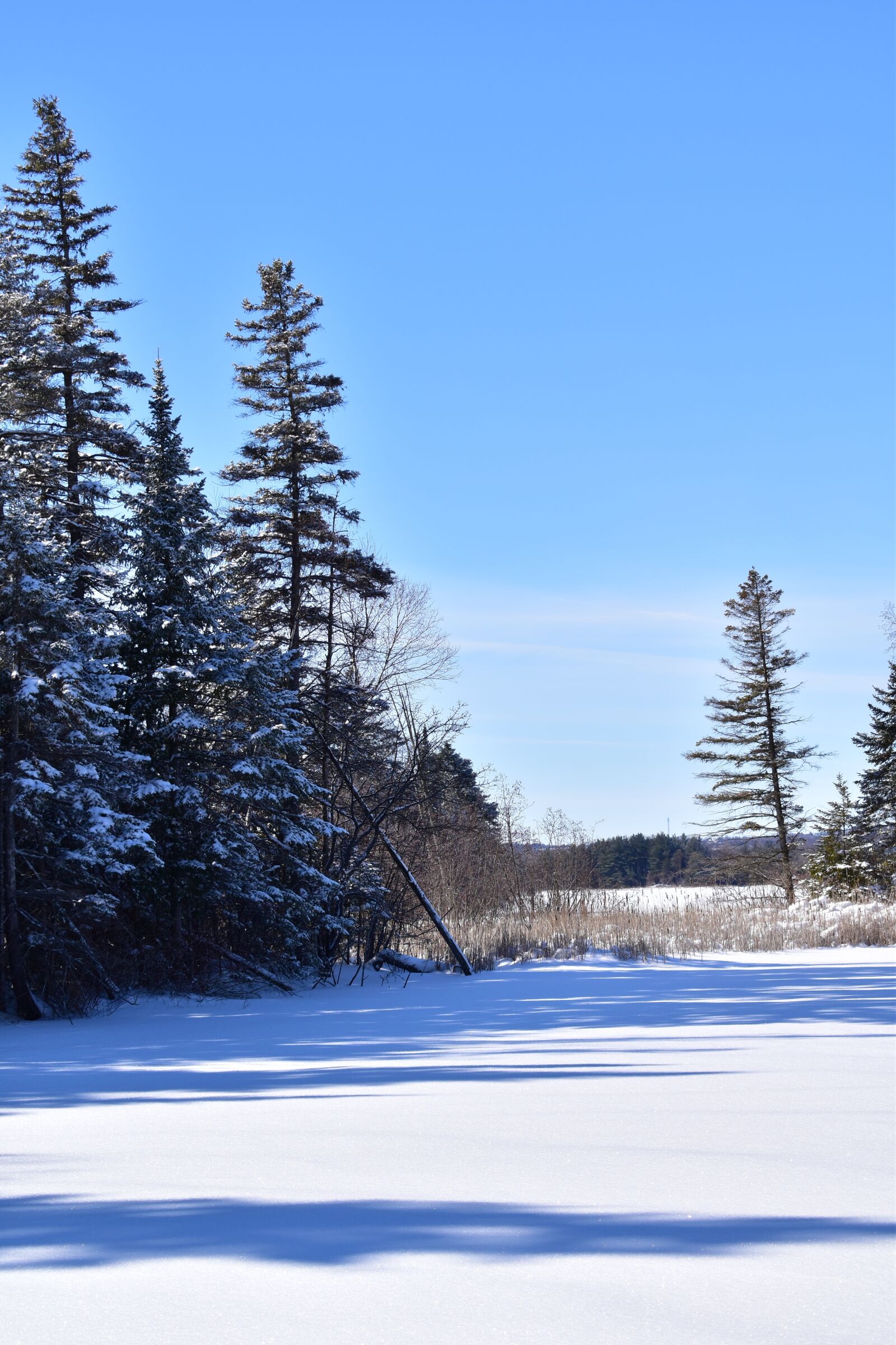 Nikon D3500 sample photo. Winter, nature, snow photography