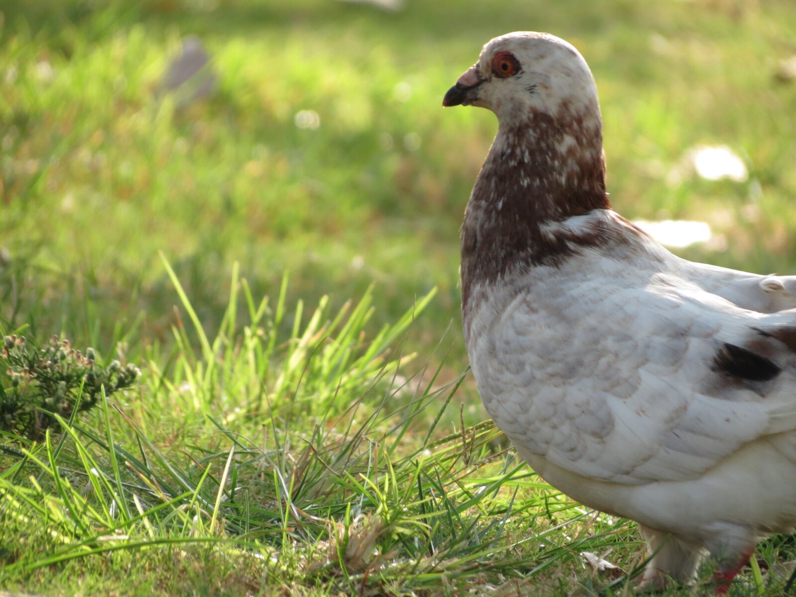 Canon PowerShot SX40 HS sample photo. Dove, park, bird photography