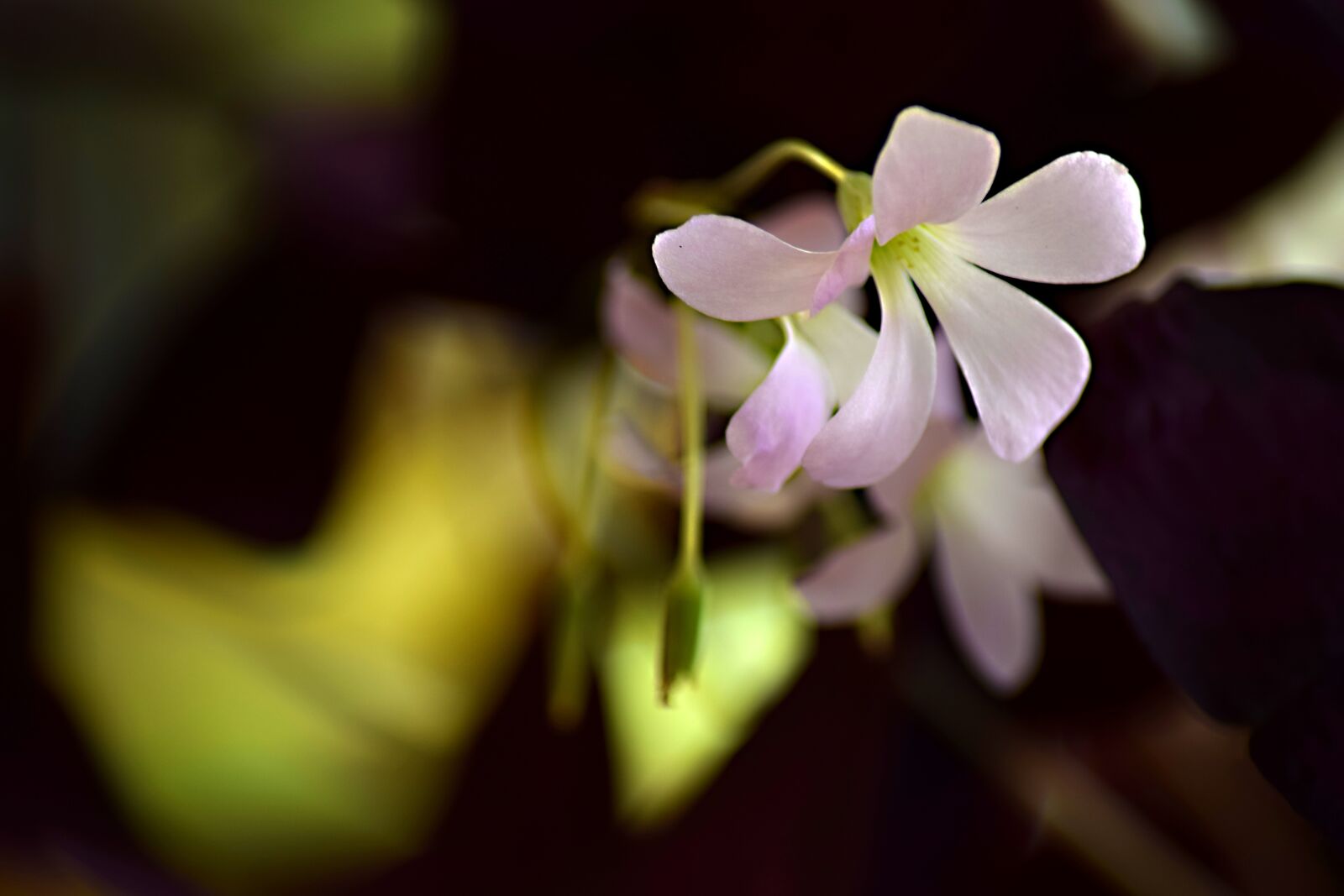 Nikon D5300 sample photo. Garden flower, summer, flower photography