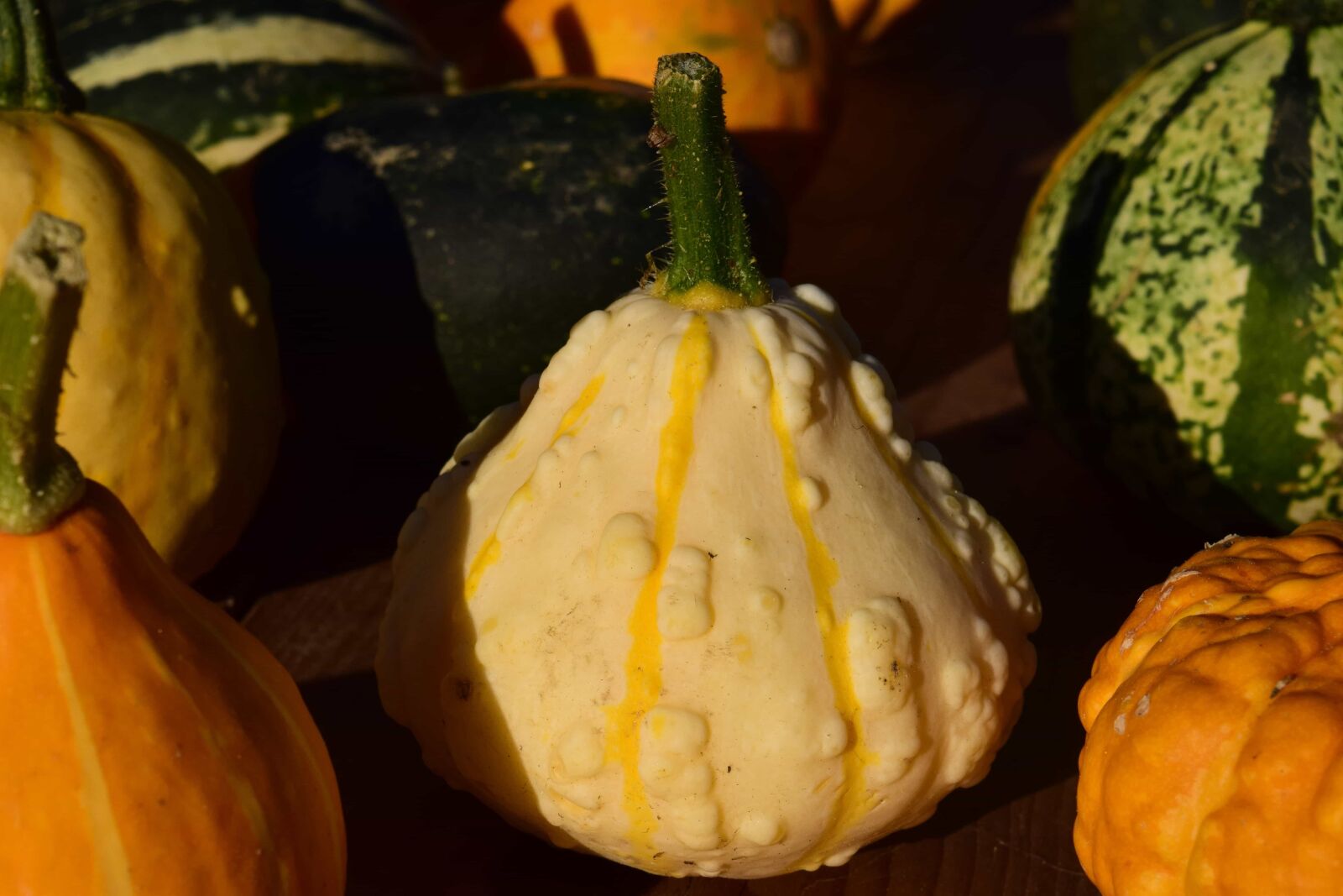 Nikon D3300 sample photo. Food, pumpkin, vegetable, organic photography