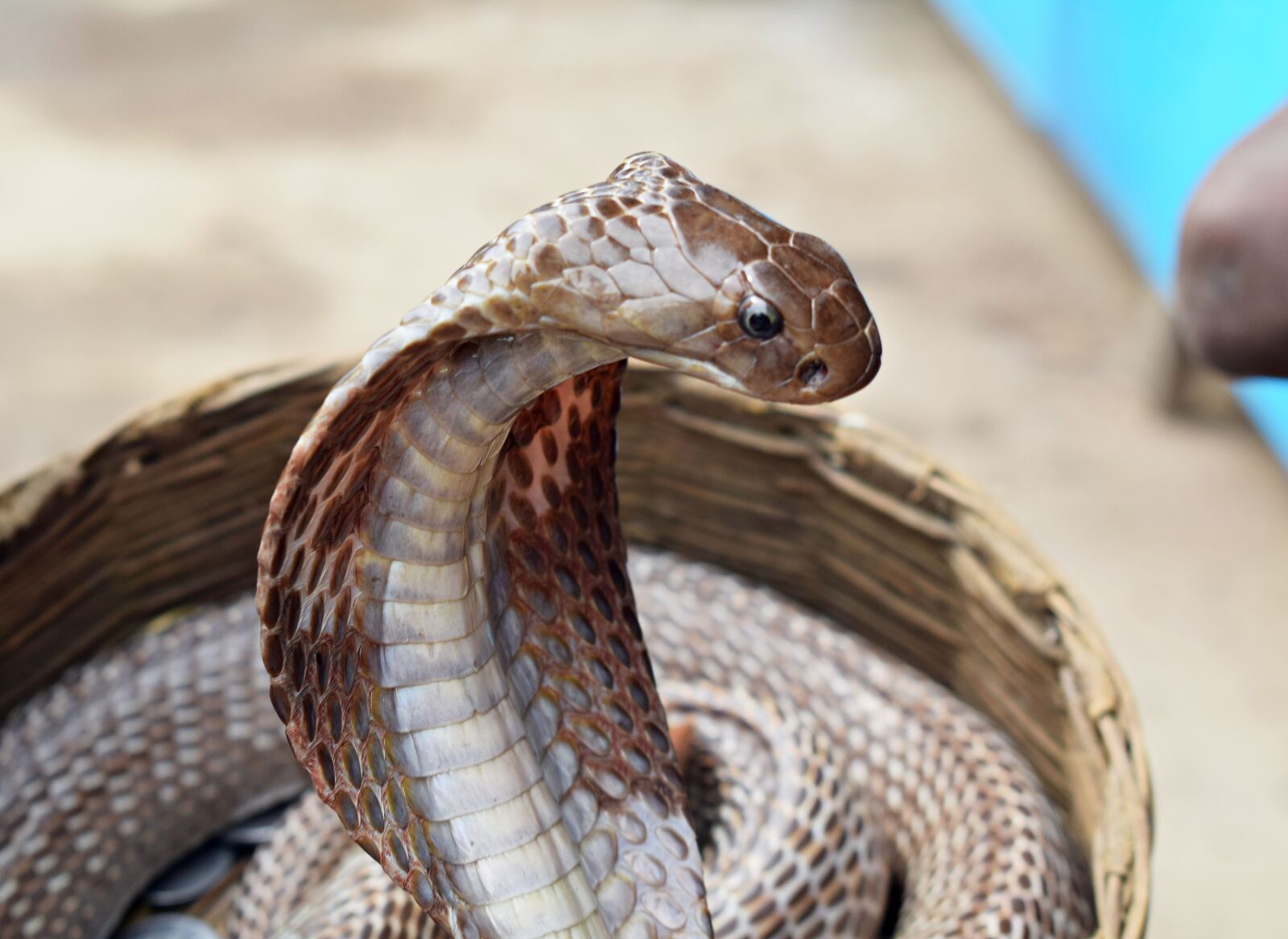 Nikon D3300 sample photo. Cobra, snake, reptile photography