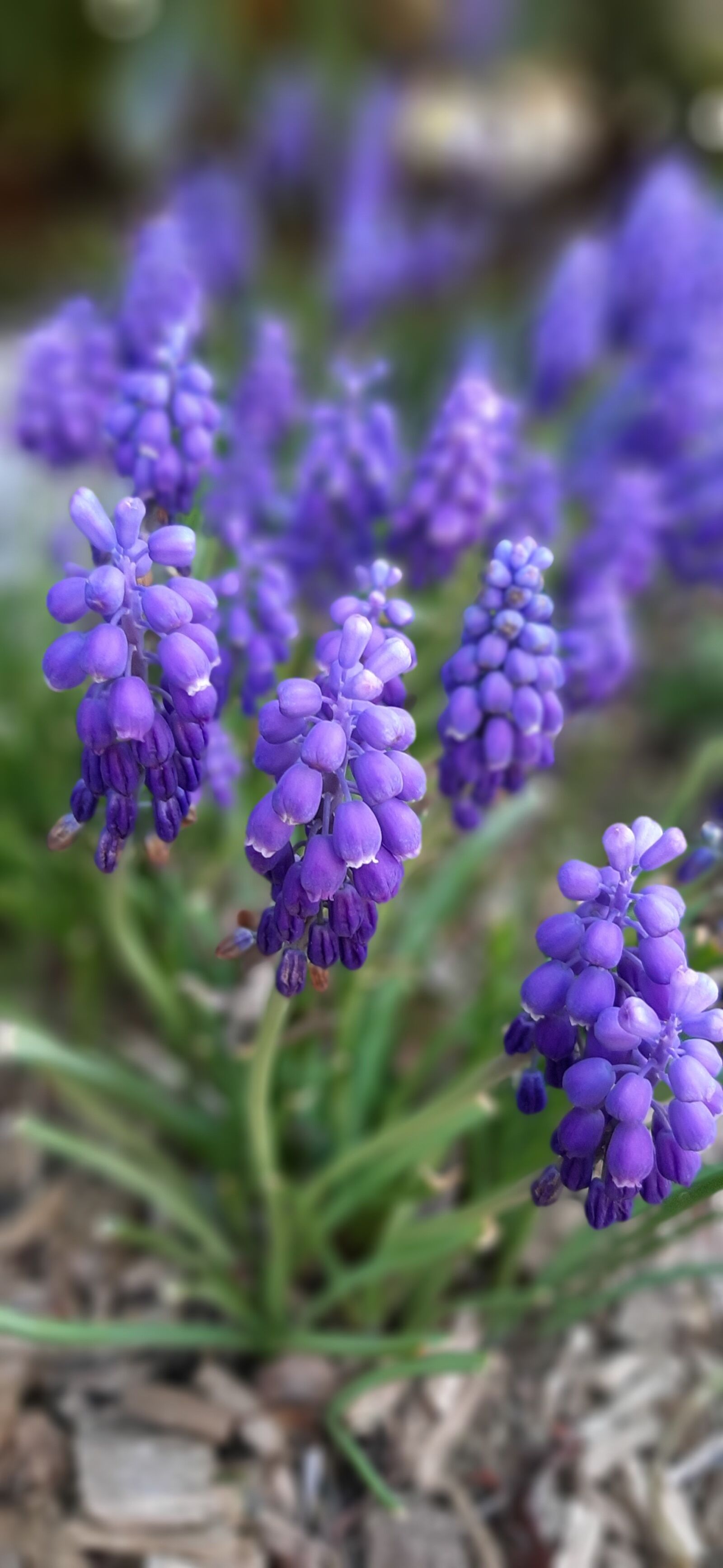 Samsung Galaxy A50 sample photo. Flowers, blumen, nature photography