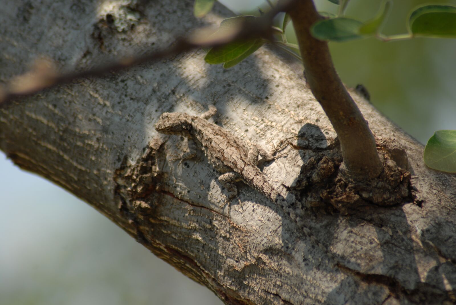 Nikon D200 sample photo. Insects, nature, lizard photography