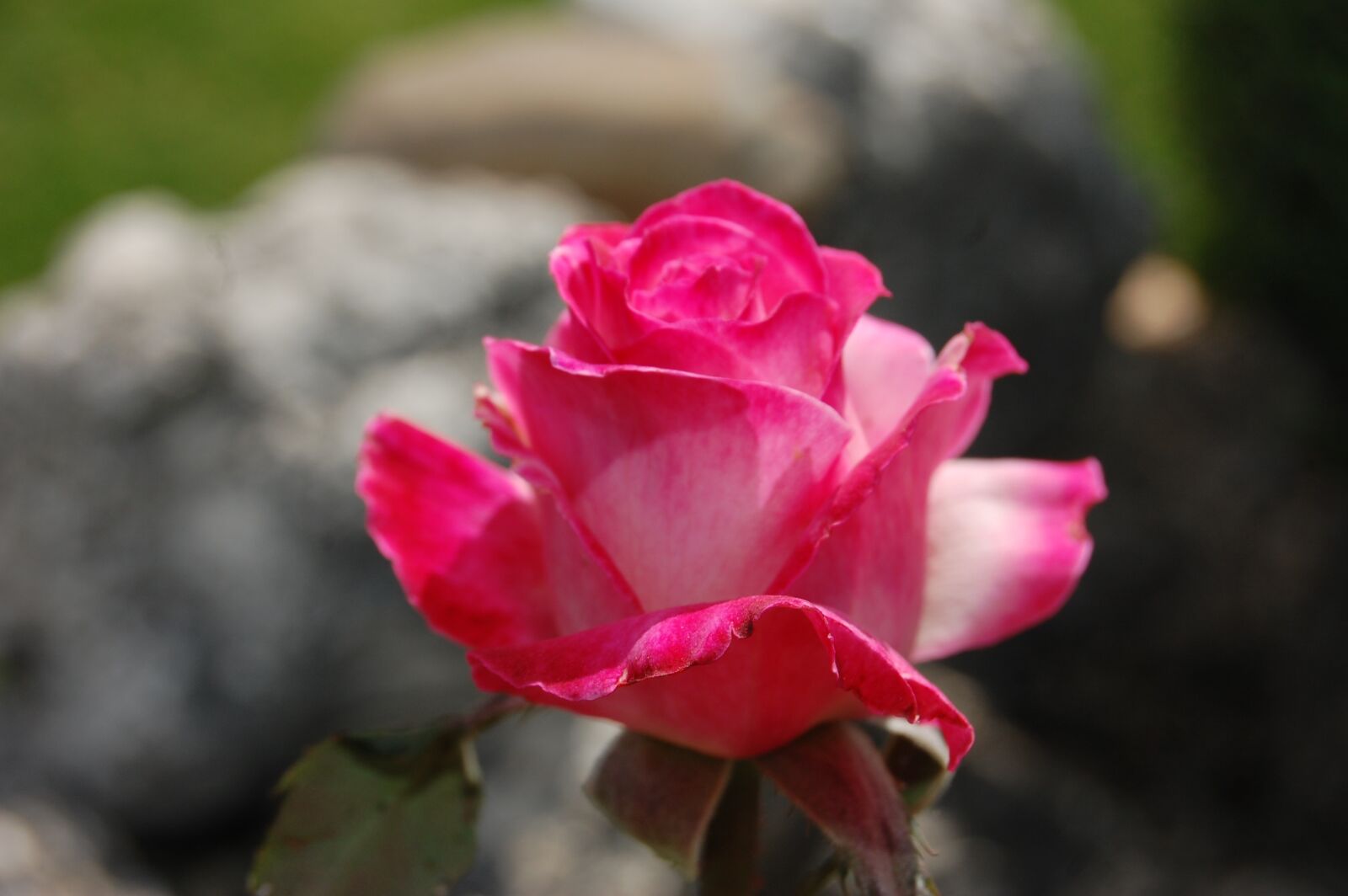 Nikon D40 sample photo. Flower, plant, nature photography