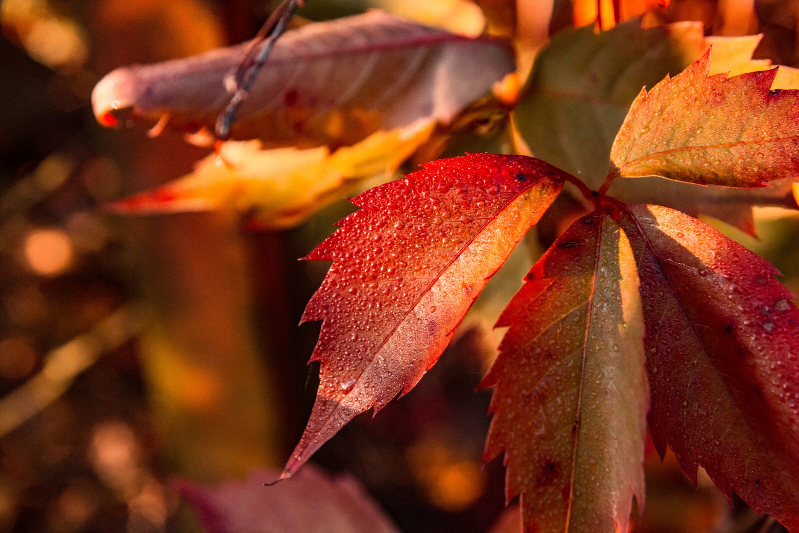 Canon EOS 700D (EOS Rebel T5i / EOS Kiss X7i) sample photo. Autumn, foliage, leaves photography