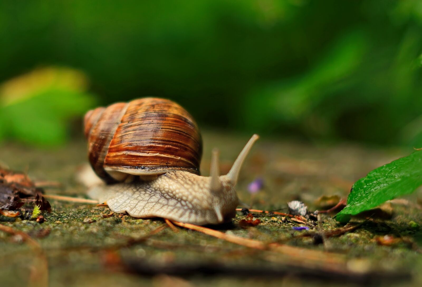 Nikon D3100 sample photo. Snail, autumn, green photography