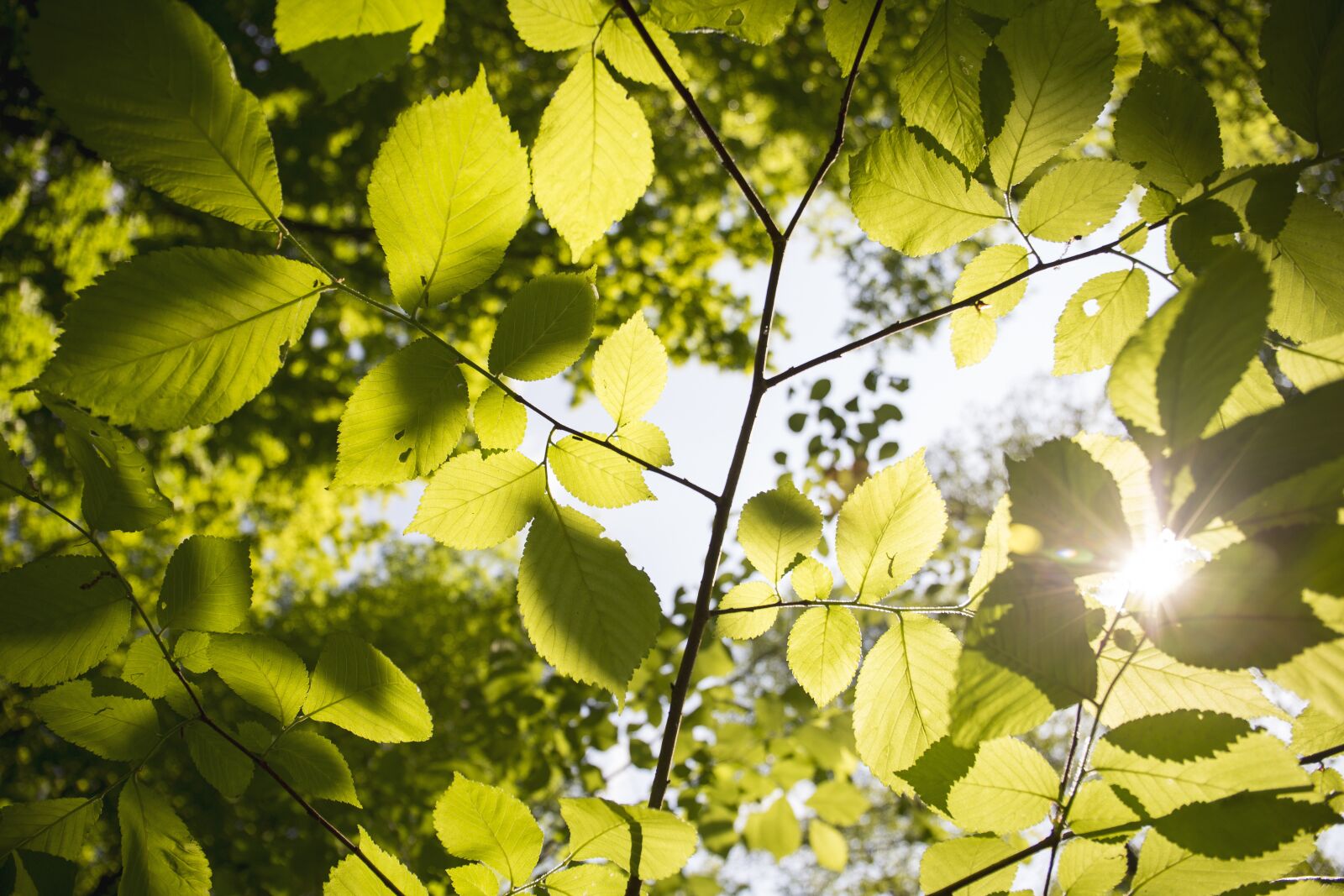Canon EF 24-70mm F4L IS USM sample photo. Leaves, flora, tree photography
