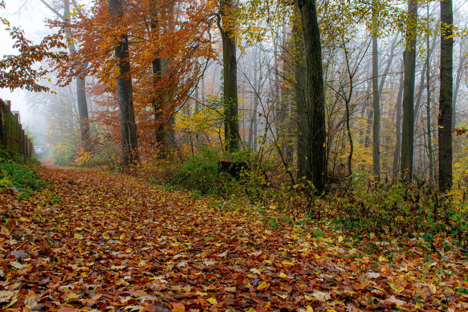 Nikon D5300 sample photo. Autumn walk, autumn, forest photography