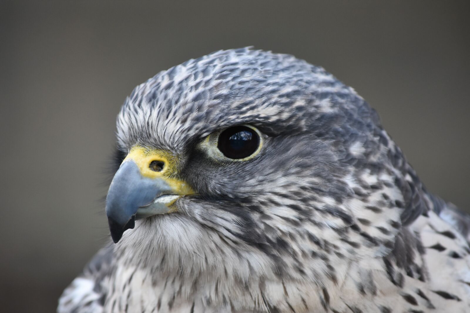 Nikon D7200 sample photo. Bird, wildlife, nature photography