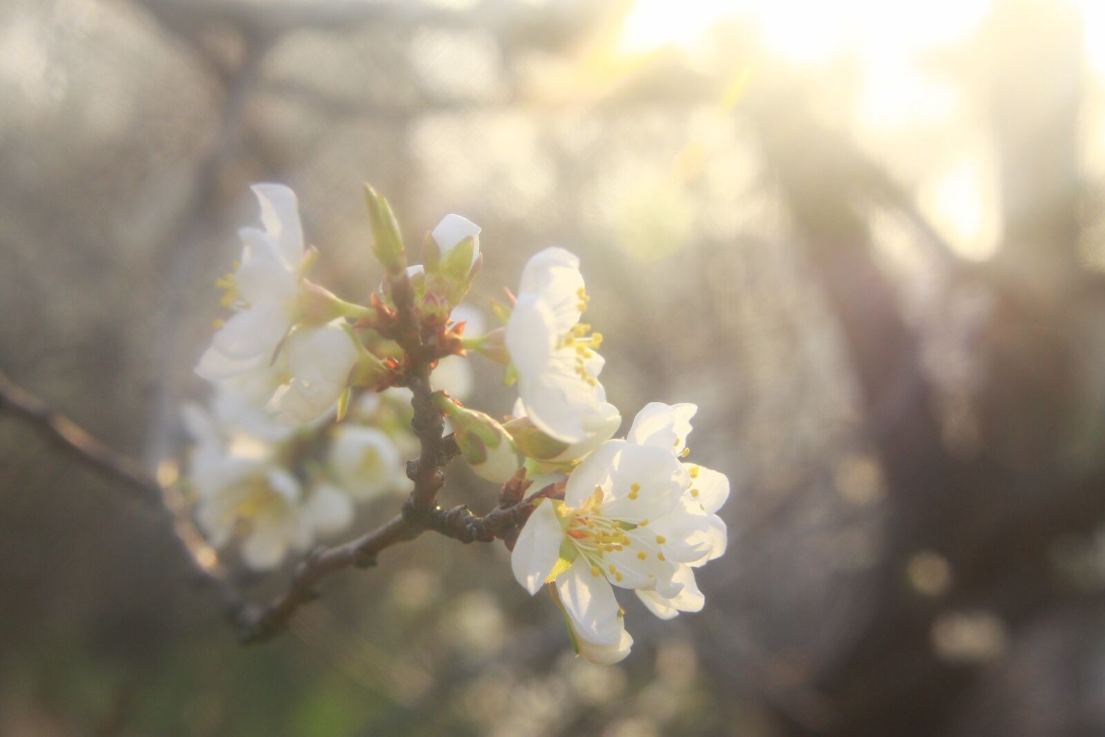 Canon EOS 50D sample photo. Spring, flowers, nature photography