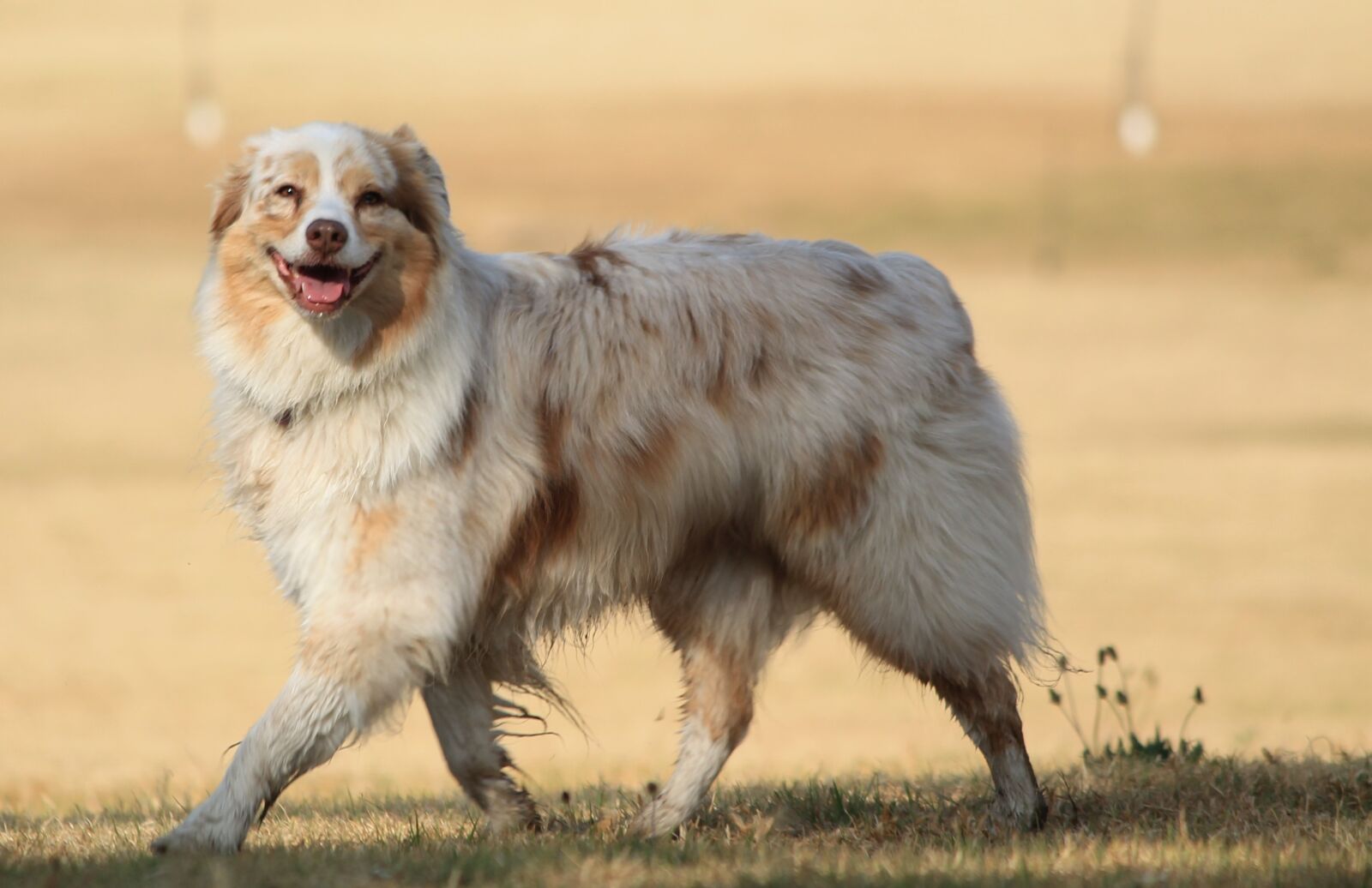 Canon EOS 1100D (EOS Rebel T3 / EOS Kiss X50) sample photo. Dog, smile, happy photography
