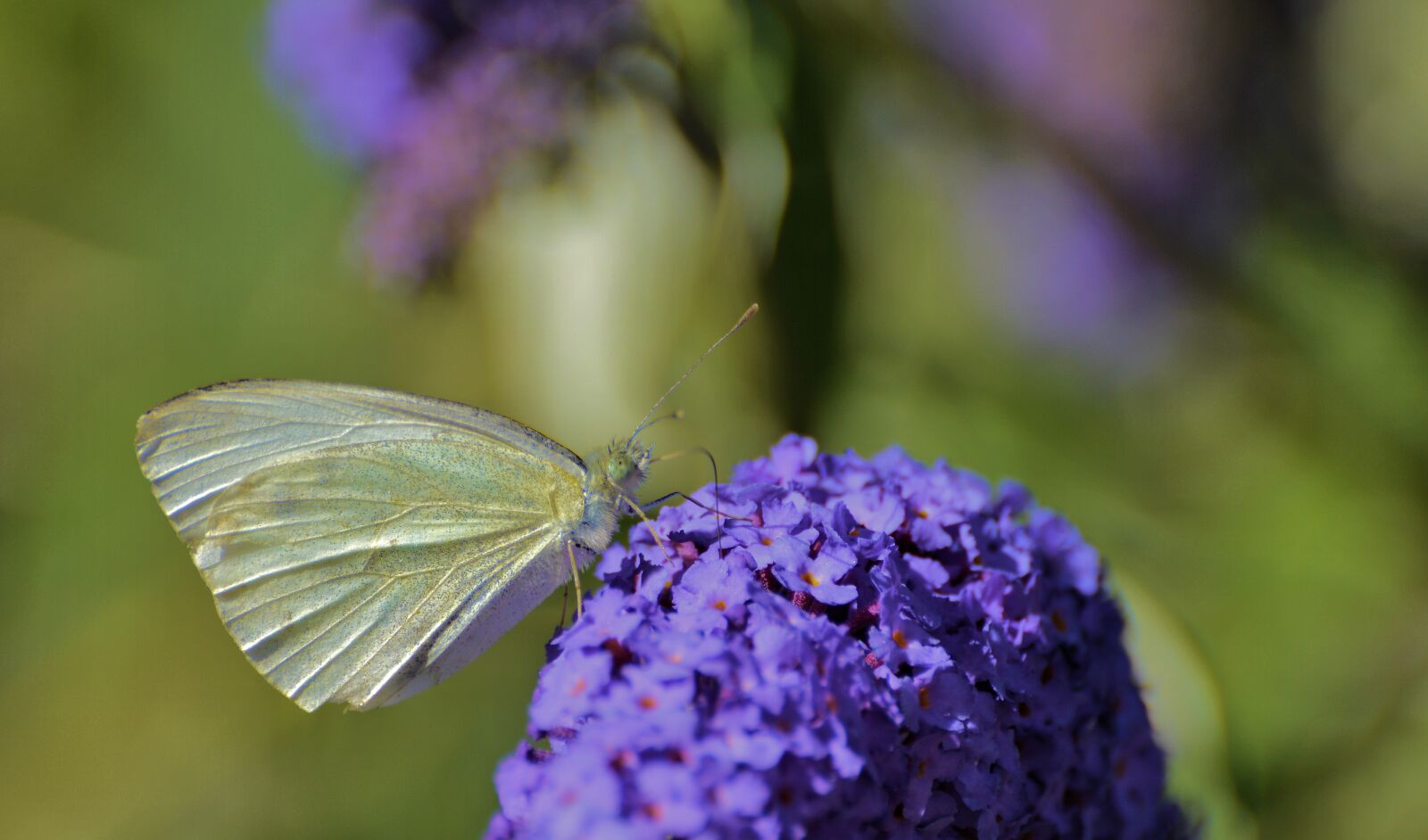 Nikon D3200 sample photo. Large-cabbage white, nature, butterfly photography