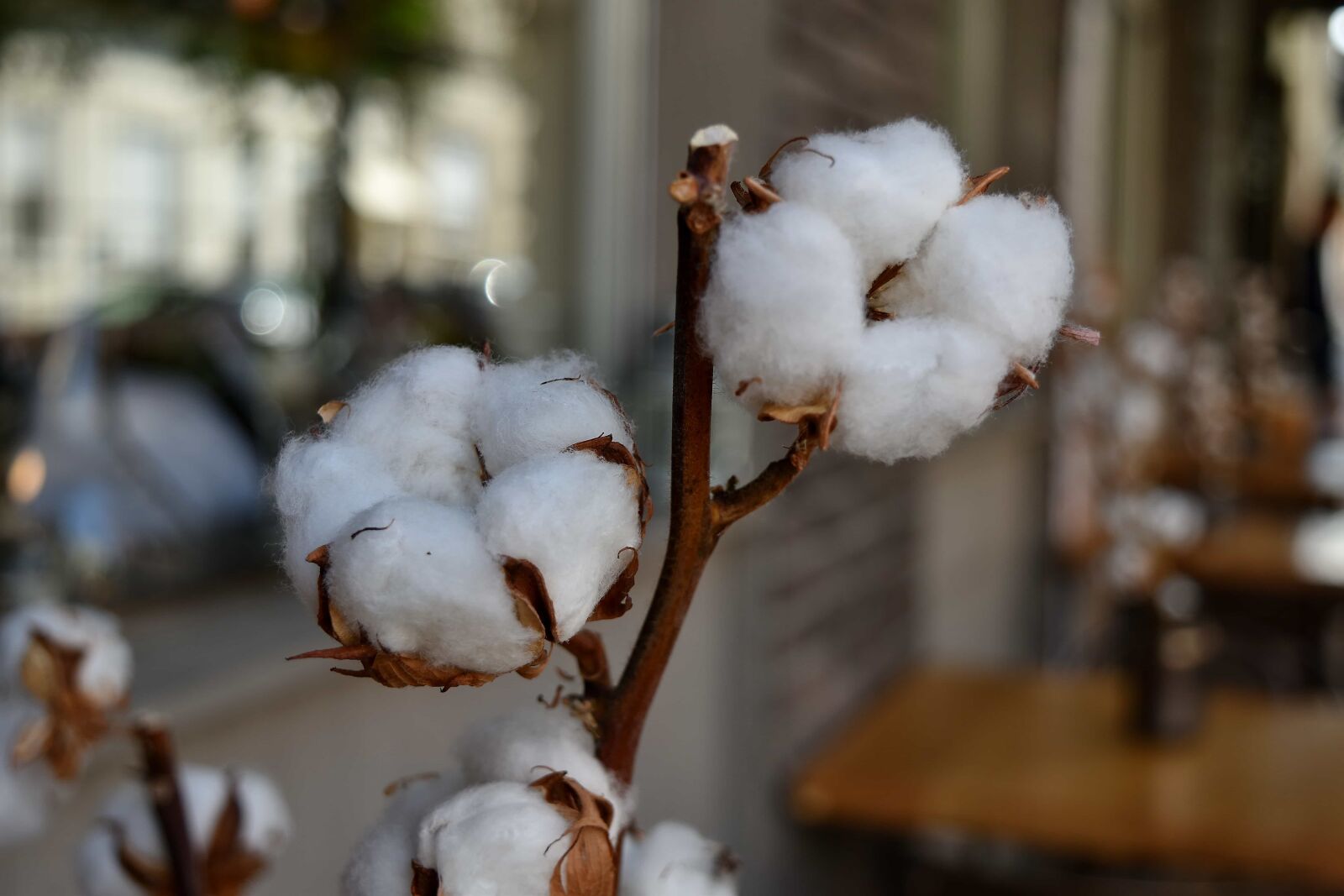 Nikon D5500 sample photo. Blurry, cotton, decoration, detail photography
