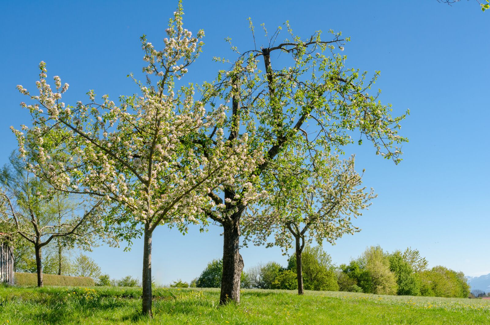 Nikon D7000 sample photo. Apple tree, spring, blossom photography