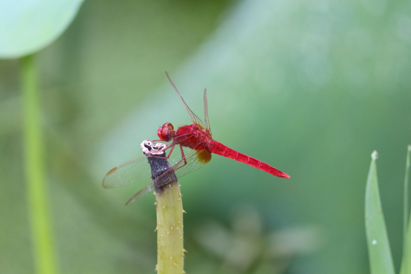 Canon EOS 650D (EOS Rebel T4i / EOS Kiss X6i) + Canon EF-S 55-250mm F4-5.6 IS II sample photo. Red dragonfly, summer lotus photography