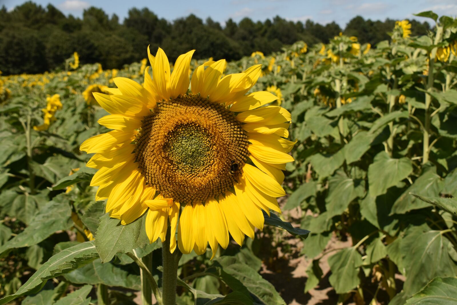 Nikon D5600 sample photo. Sunflower, flower, petals photography